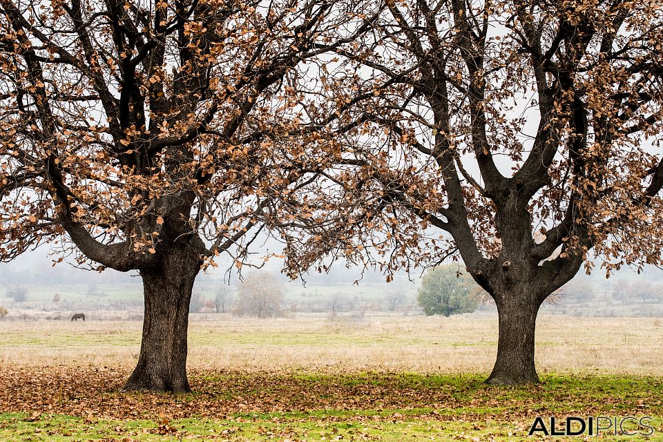 Autumn Fields