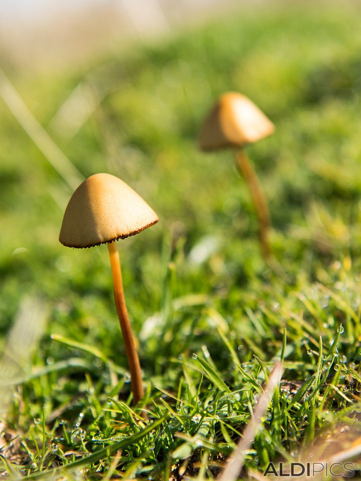 Field mushrooms