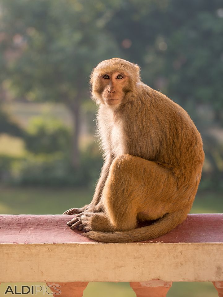 From the streets of Rishikesh