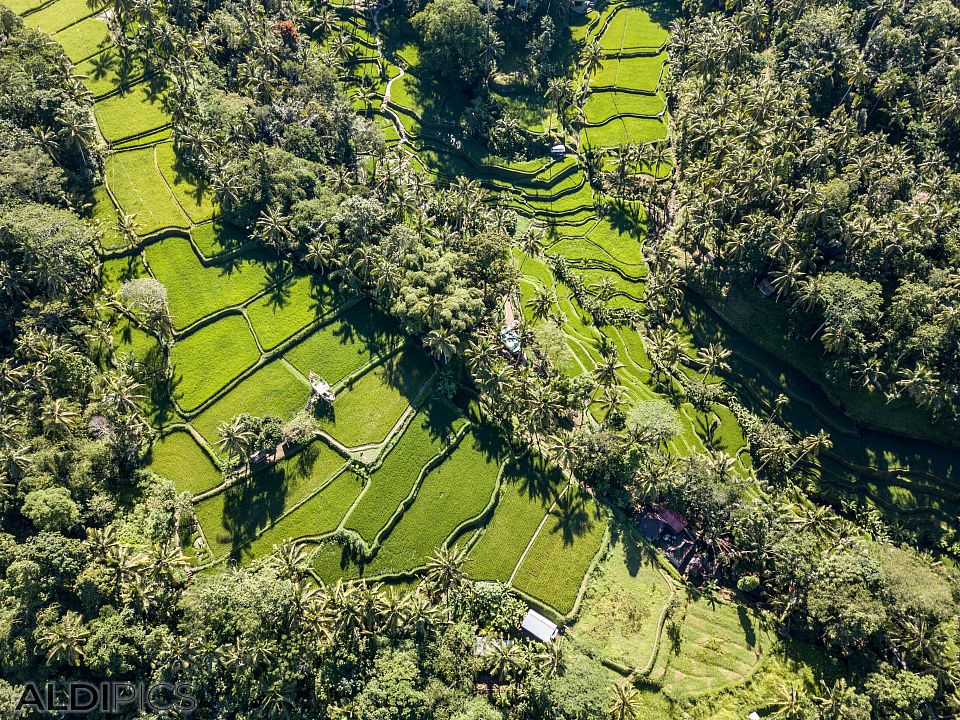 Rice terraces