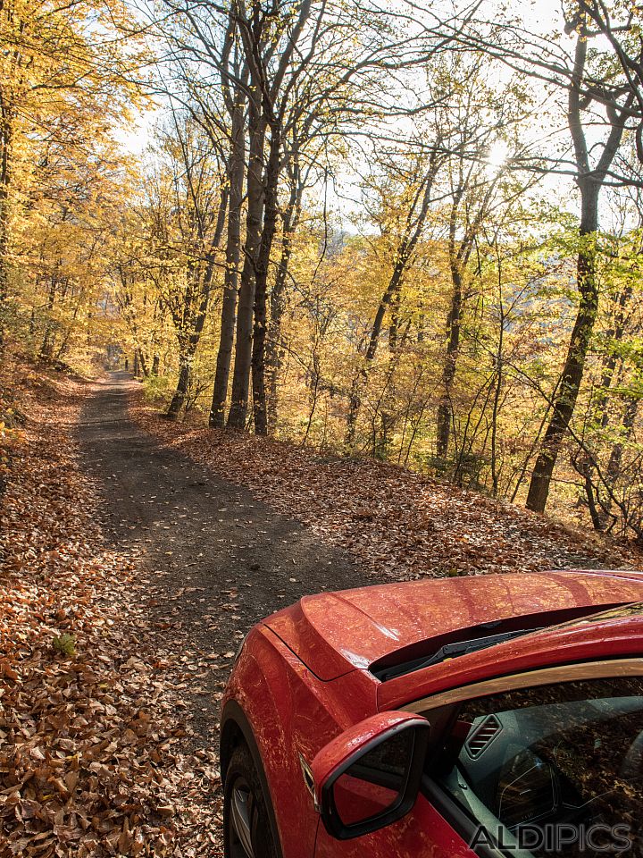 Autumn in Vitosha