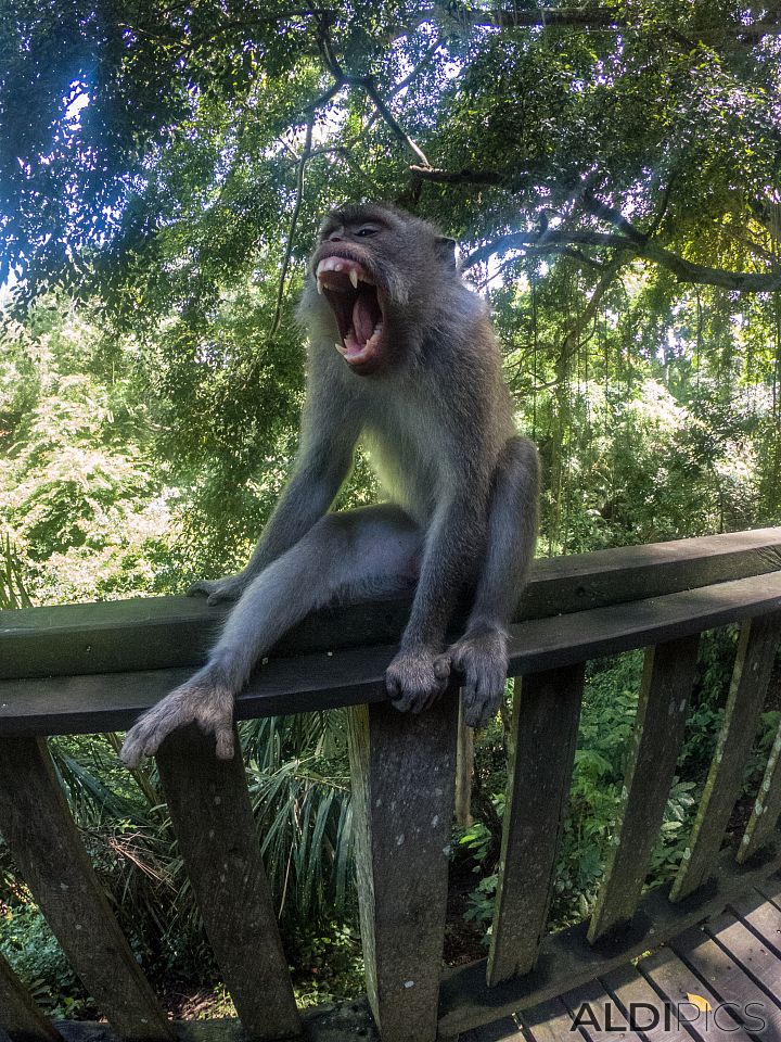 Monkey forest