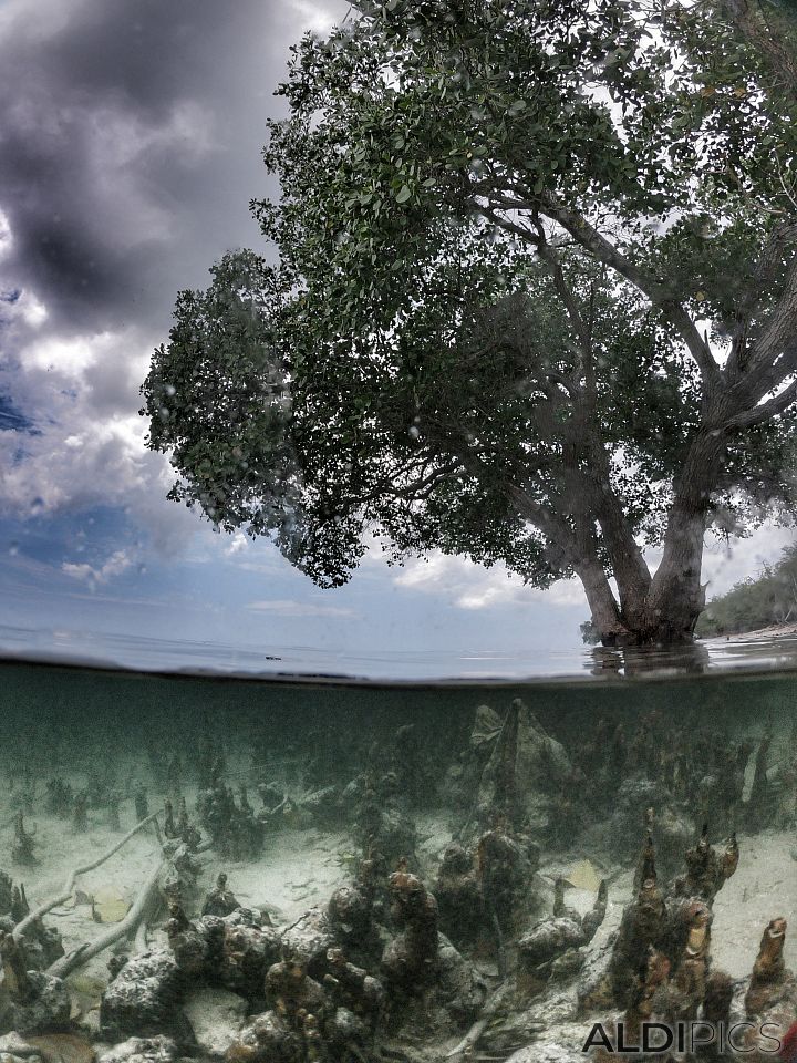 Menjangan island 