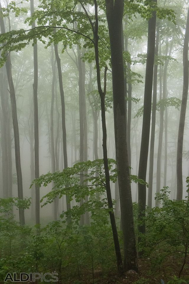 The misty forest