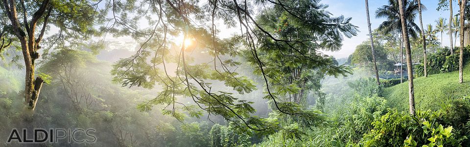 Sunrise over the jungle