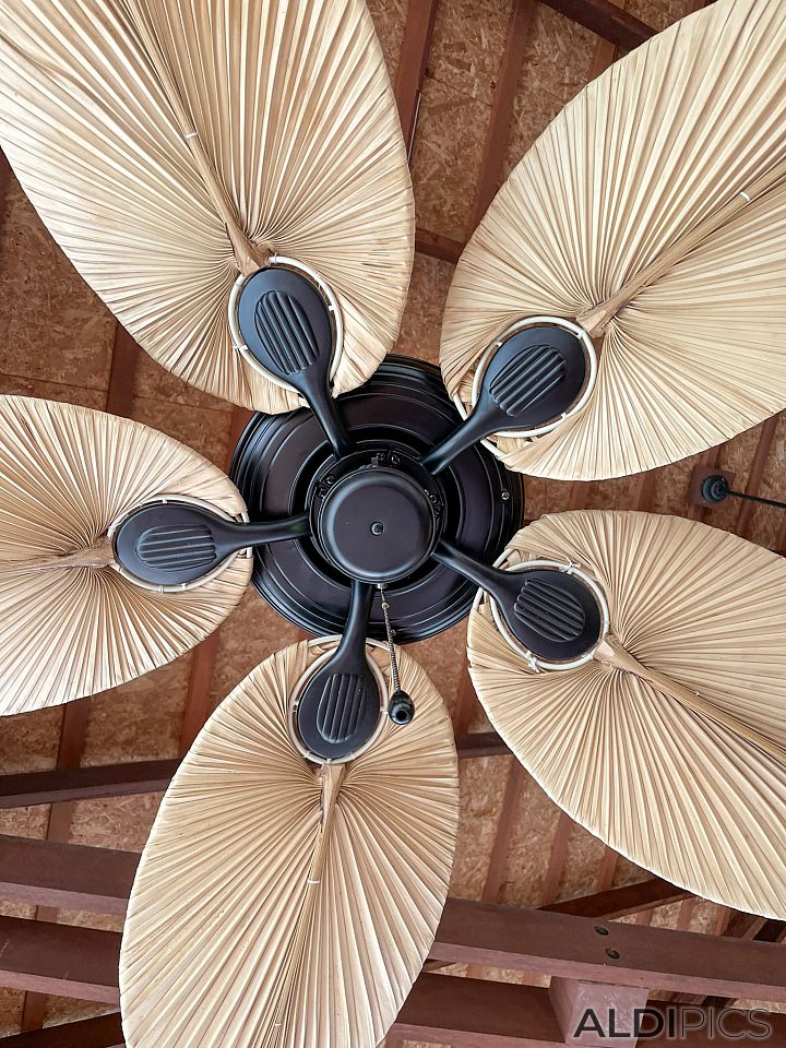Beautiful fan
