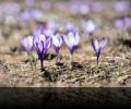 Пролет, пролетни пейзажи и цветя