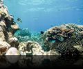 Риби, корали, водорасли