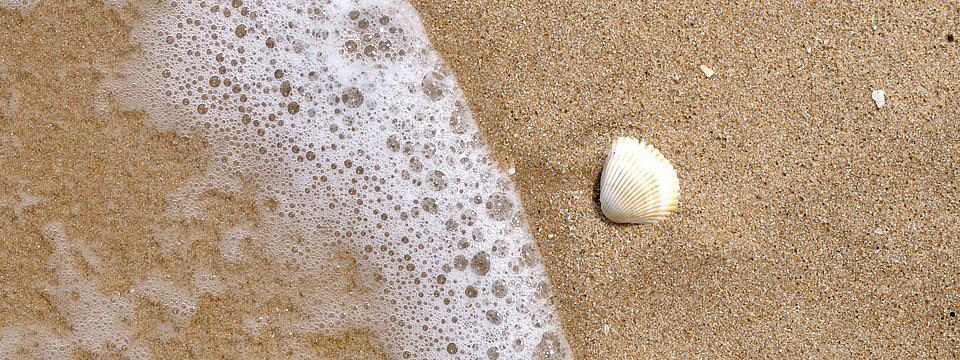 Shell in the sand