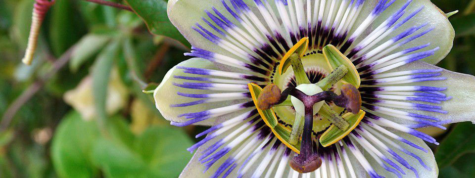 Flower from Sinemorets