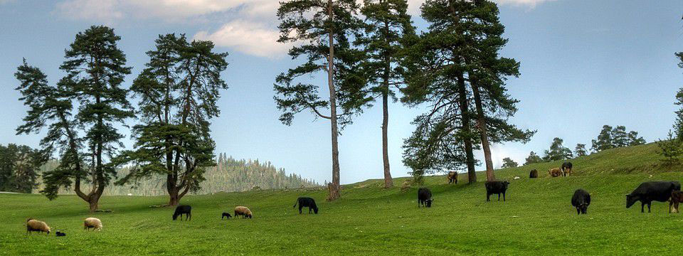 Meadow in the Rhodope