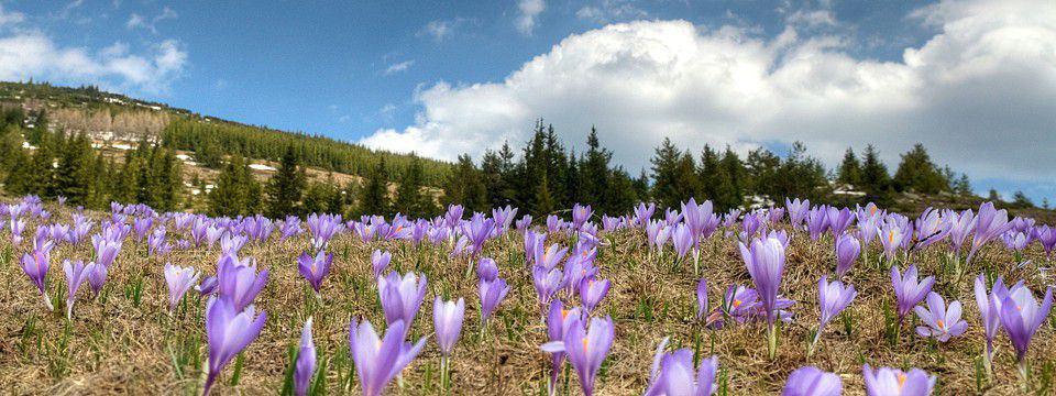 Meadows with crocuses of Belmeken