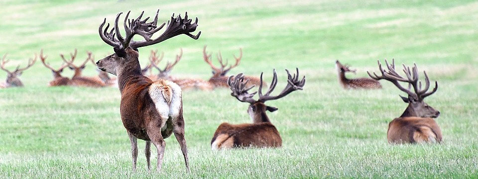 Deers in Woburn Safari Park