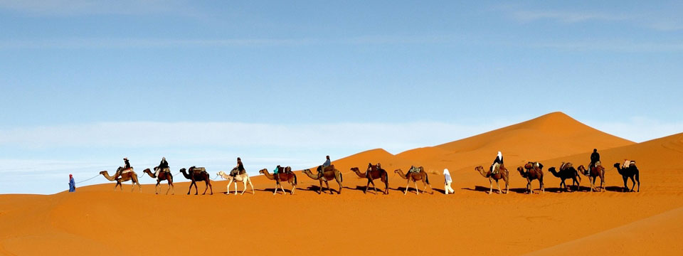 Camel Caravan