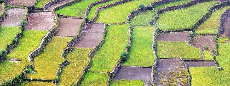 Rice terraces