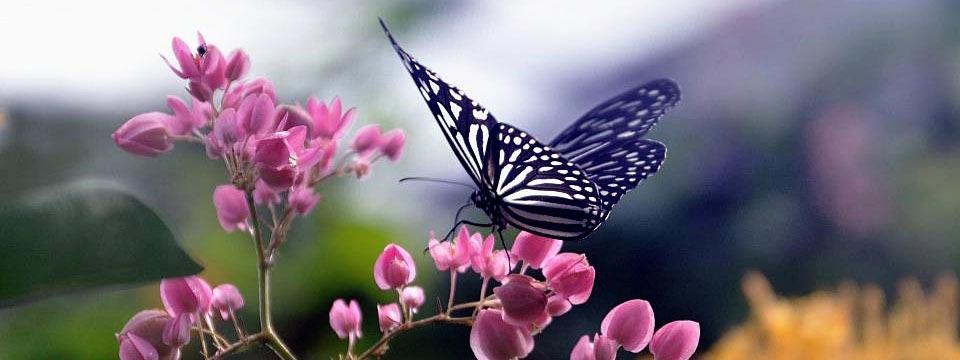 Butterfly Park Kuala Lumpur