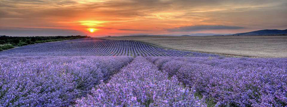 Fields of lavender near Chirpan